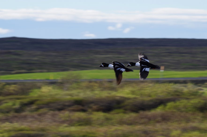 Barrow’s goldeneye ducks in flight over Lake Myvatn wetlands in North Iceland, a top birdwatching destination.