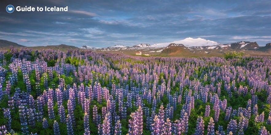 Snæfellsnes