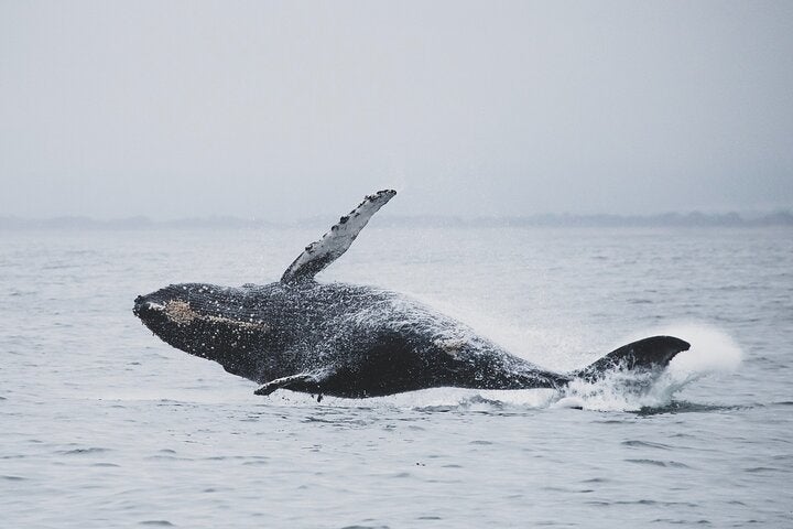 A whale jumps sideways out of the water in Iceland.