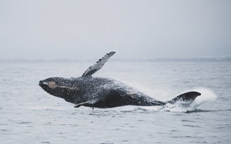 A whale jumps sideways out of the water in Iceland.
