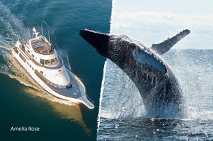 Whale Watching Cruise on a Yacht in Reykjavik