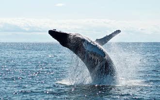 Whale Watching Cruise on a Yacht in Reykjavik