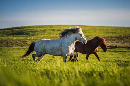 Exciting 2.5-Hour Horse Riding Tour in South Iceland for Experienced Riders