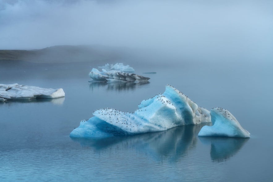 The Jokulsarlon glacier lagoon has a thriving birdlife