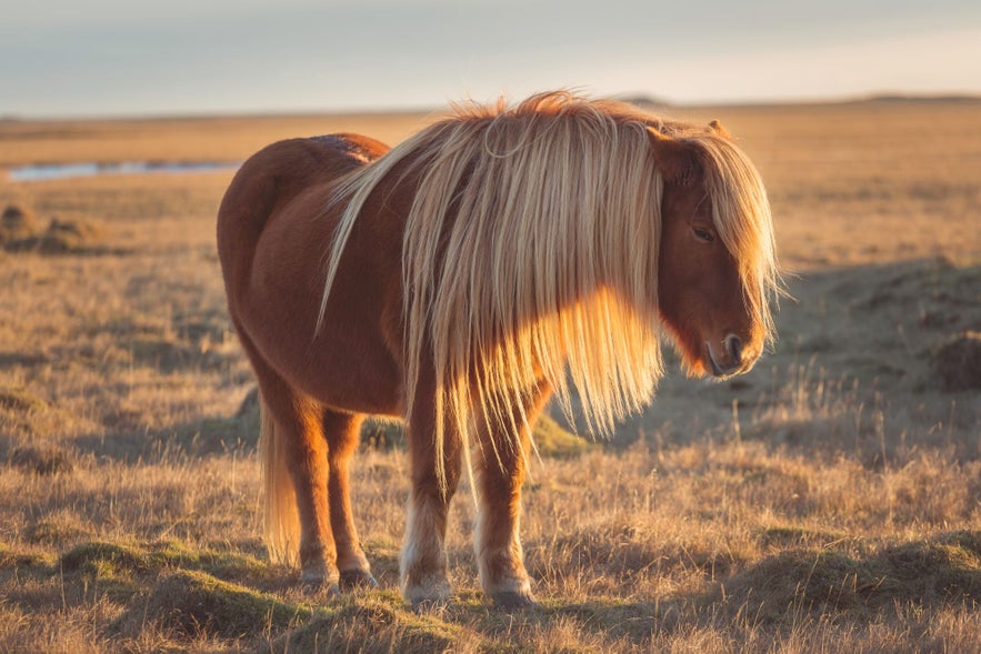 The adorable Icelandic horse is small and friendly