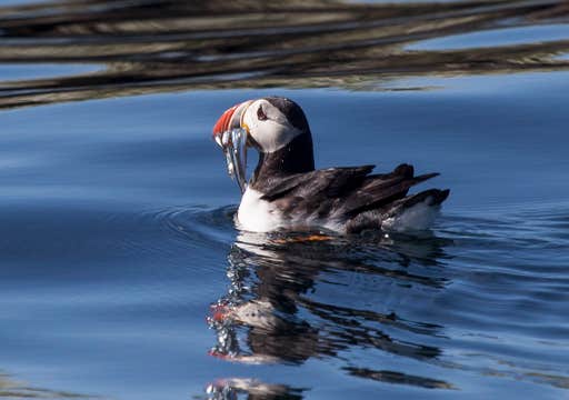 Combination 4-Hour Puffin & Whale-Watching Tour from Reykjavik