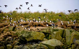 A large group of puffins standing on a grassy island and flying in the sky.