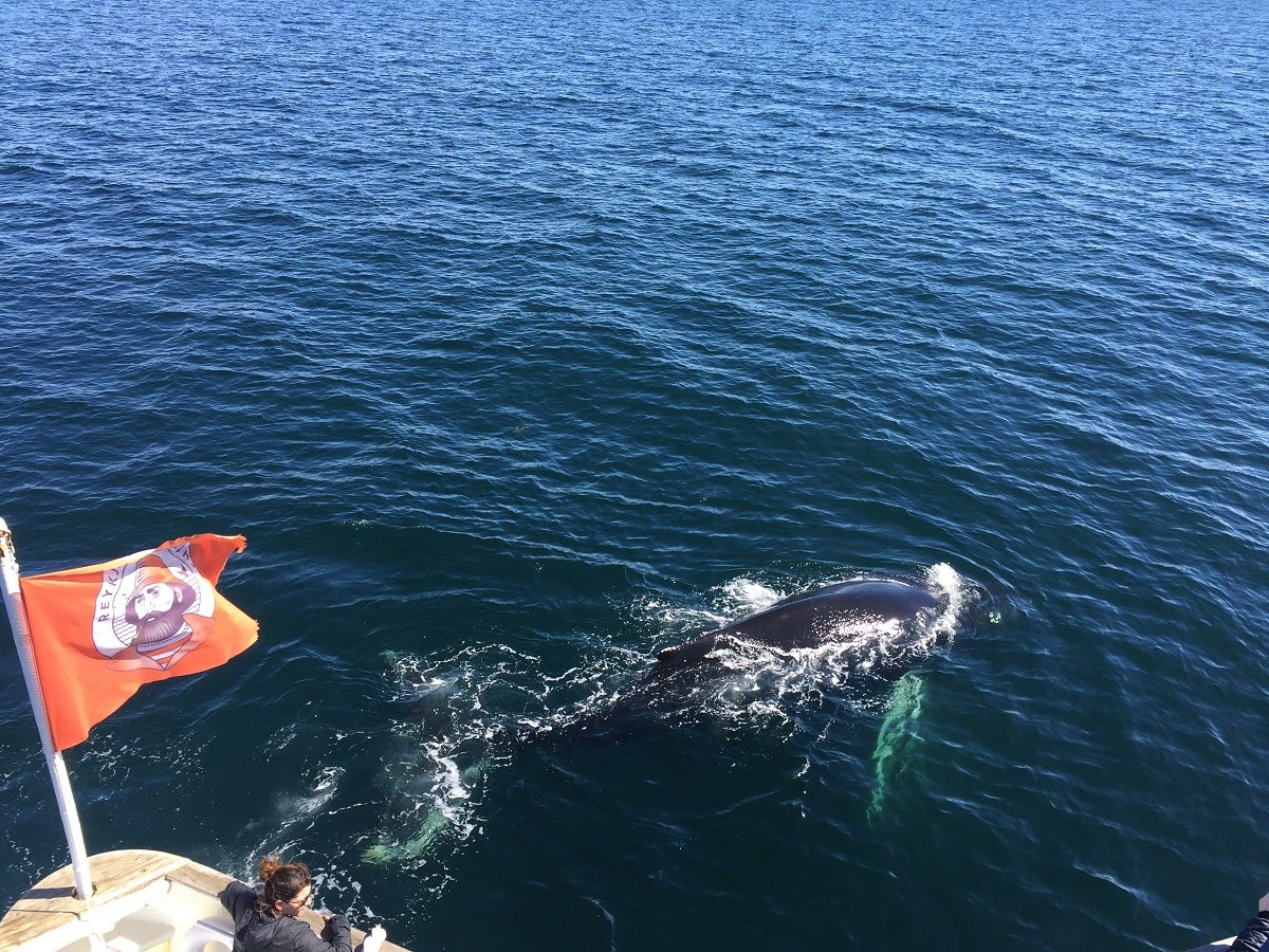 A whale swims through the waters of Faxafloi Bay as people on a whale-watching cruise tour look on.