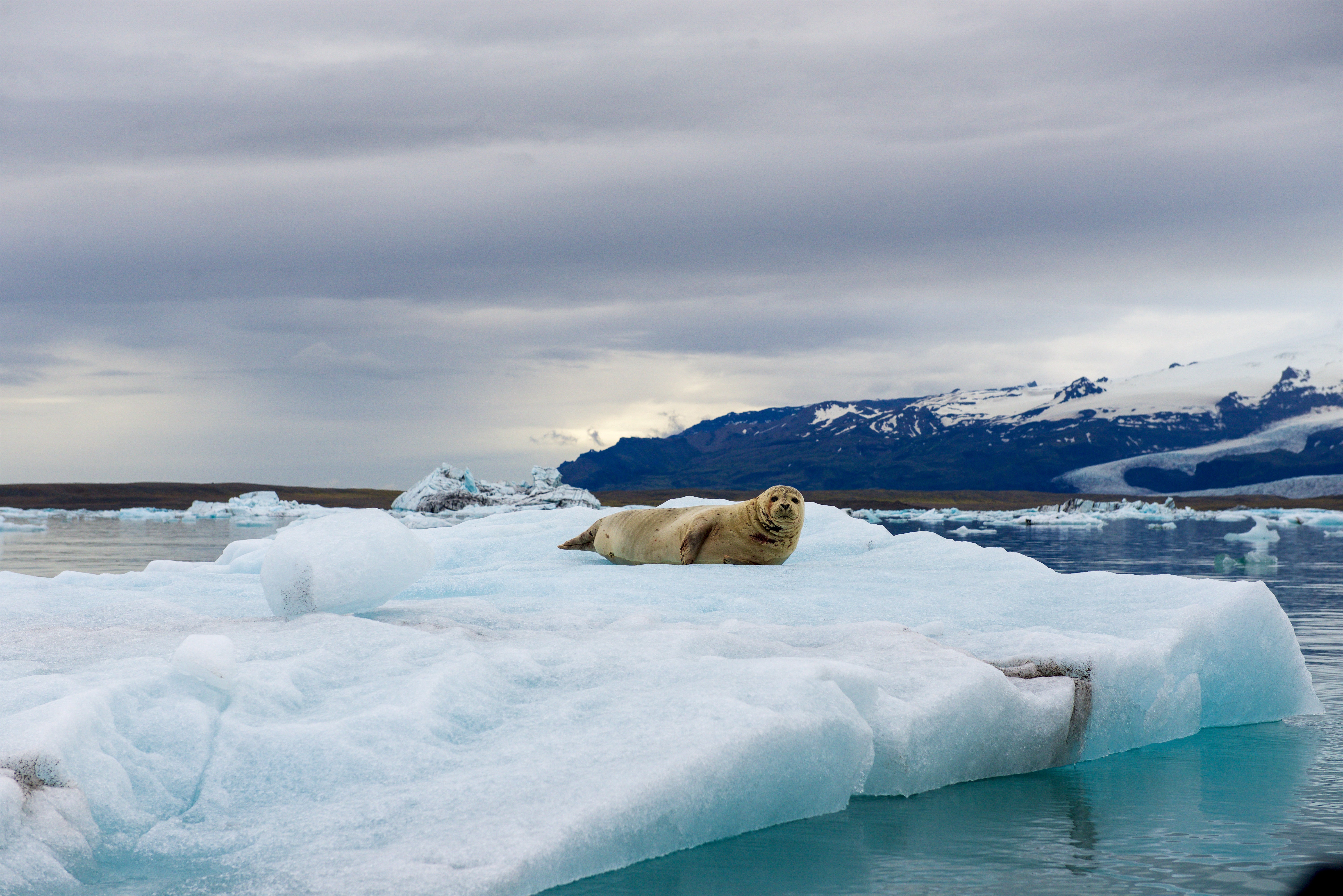 A seal basking on an iceberg at the Jokulsarlon Glacier Lagoon in Iceland.