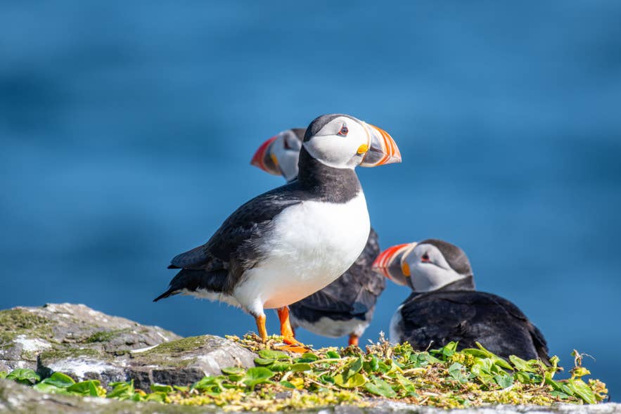 Atlantic puffins standing on coastal cliffs in Iceland during summer nesting season.