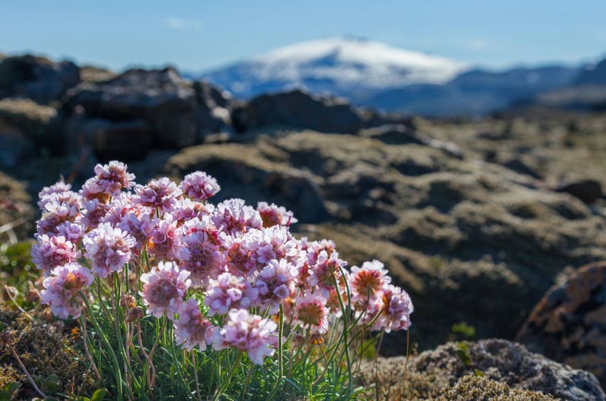 ดอก sea thrift บานสะพรั่ง มีภูเขาปกคลุมด้วยหิมะเป็นฉากหลังในไอซ์แลนด์ช่วงปลายพฤษภาคม
