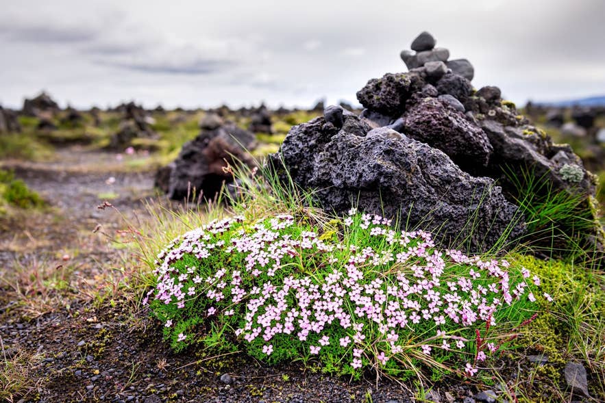 Moss campion blooming among mossy lava rocks and stone cairns in Iceland in early May.