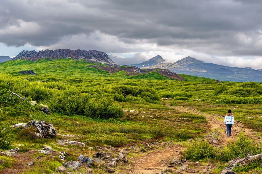 Iceland is covered in lush moss and delicate flowers