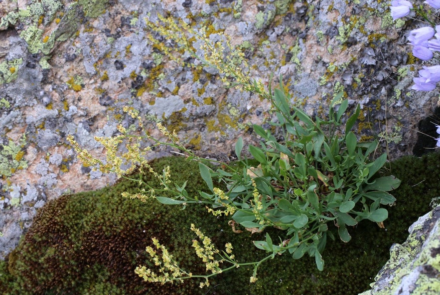 Most Icelanders have tried wild sheep sorrel or hundasúra