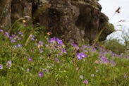 Icelandic Flowers and Herbs: A Complete Guide