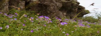 Icelandic Flowers and Herbs: A Complete Guide