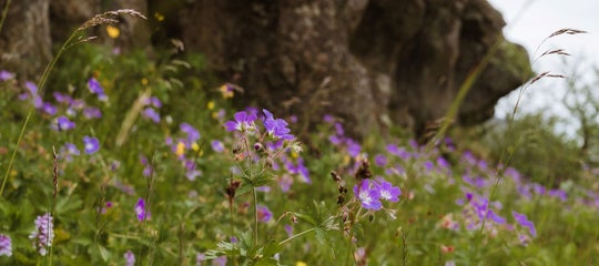blágresi blue flower.jpg