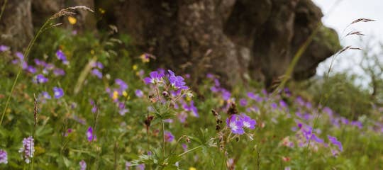 blágresi blue flower.jpg