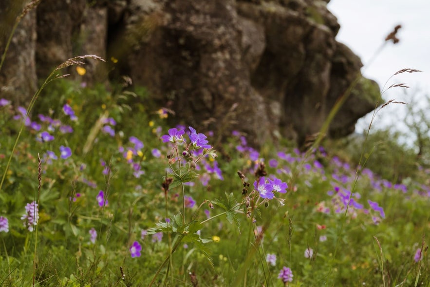 You can see blágresi or wood crane's bill in fields and forests in Iceland