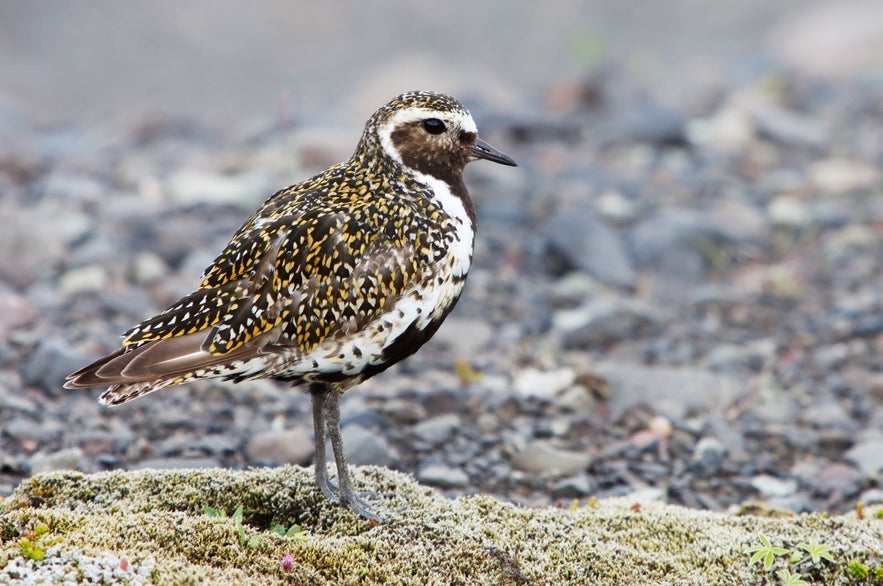 Many birds start to nest in Iceland in April.