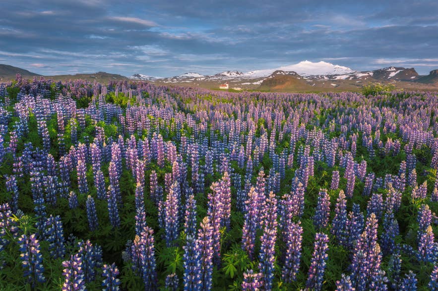 Lupinenfelder bei der Kirche Ingjaldsholl vor dem Snaefellsjökull-Gletscher im Juni, eingerahmt von Bergen und einem dramatischen Himmel.