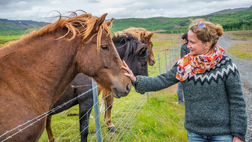 Lopapeysa wool sweaters are popular for June in Iceland