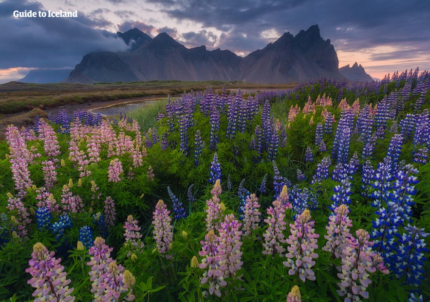 De Vestrahorn in volle glorie