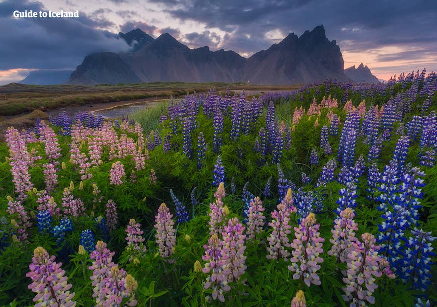 Blühende Lupinenfelder bei Stokksnes im Juni in Island, mit dramatischen Bergen und stimmungsvollem Himmel bei Sonnenuntergang im Südosten.
