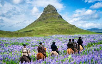 Travelers ride Icelandic horses through lupine fields with Kirkjufell Mountain rising in the background.