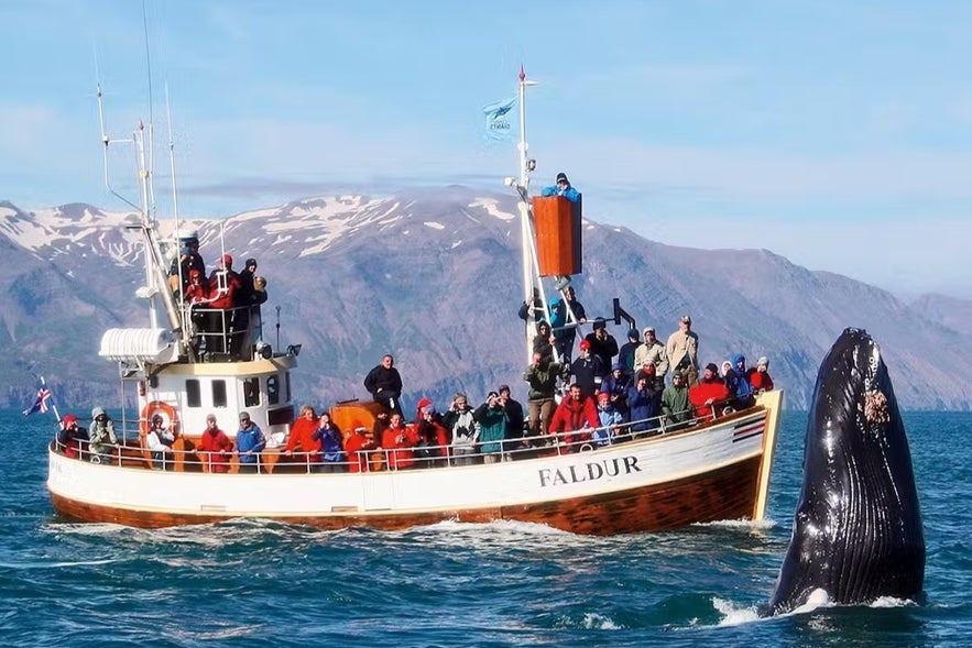 Humpback whales are curious creatures