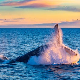 Una balena solleva la coda al largo delle coste islandesi.