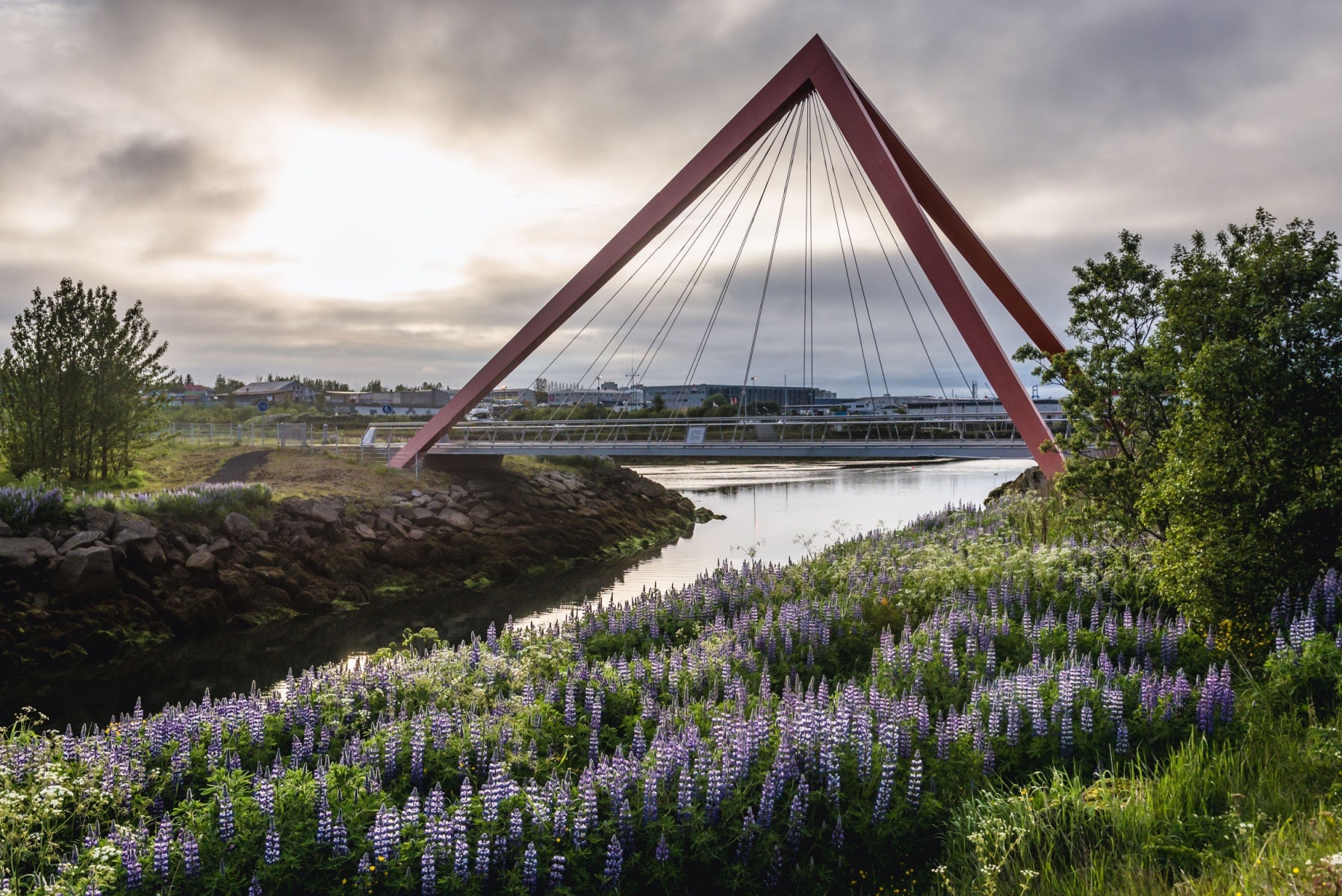 Red pedestrian bridge over Ellidardalur River in Reykjavik surrounded by purple lupine flowers during summer in Iceland.