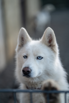 Il Siberian Husky ha svolto un ruolo importante nella cultura islandese.