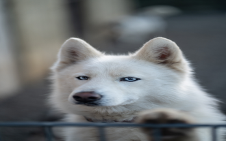 The Siberian Husky has played an important role in Icelandic culture.