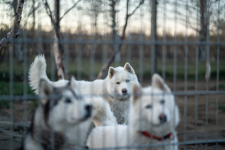 Animal Shelter Local Husky Rescue Luna Siberian Luna Husky Rescue