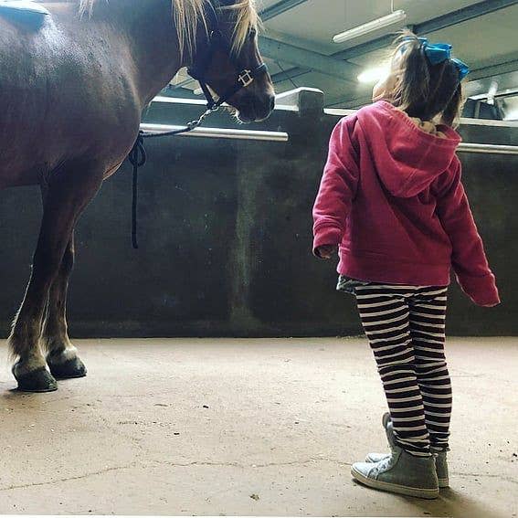Indoor 1.5-Hour Horse Riding Tour in South Iceland | Guide to Iceland
