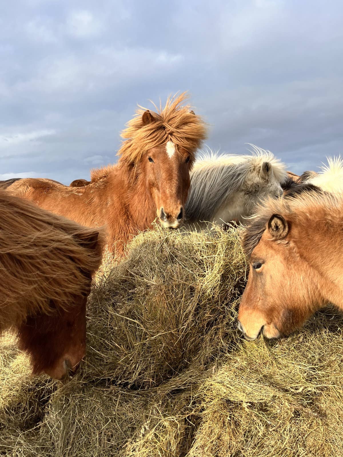 Scenic 1-Hour Horse Riding Tour With Panoramic Views From Saltvik Farm ...