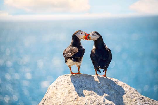 3-Day Summer Sightseeing Tour of the Westman Islands, South Iceland, & Highlands from Reykjavik