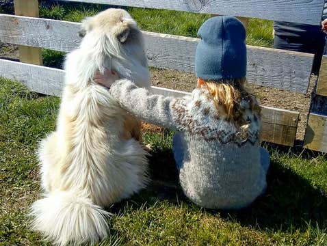 Private Akureyri Shore Excursion and Family Tour to Godafoss Waterfall and Daladyrd Farm