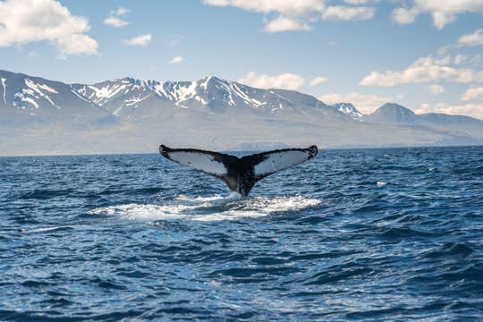 Whale Watching Tour in Hauganes from Akureyri Port