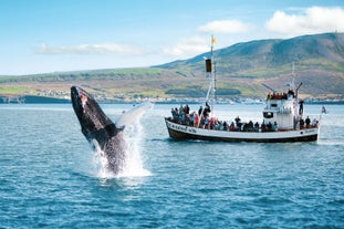 A group of travelers watch in amazement as a humpback whale surface near Husavik.