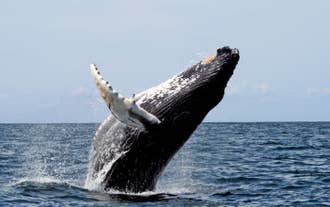 Een walvis springt boven het water uit tijdens een walvissafari in IJsland.