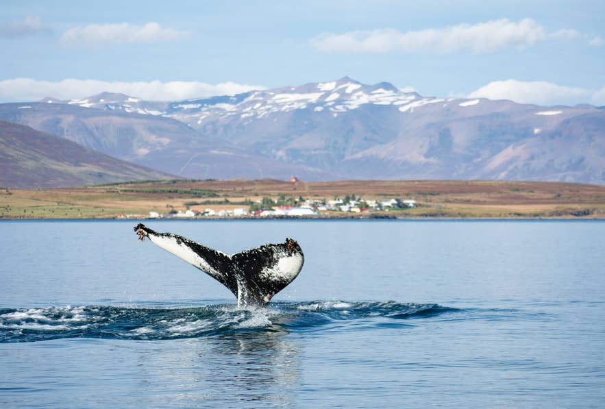 A whale breaches the waters in Akuryeri, Iceland. 