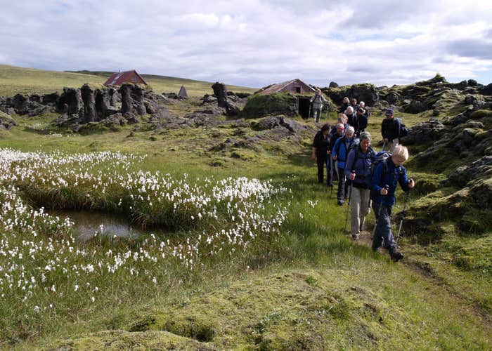 Hikers passing through a lava field with lush vegetation in the Highlands of Iceland.