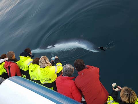 Lava Tunnel & Whale Watching Combo Tour from Reykjavik