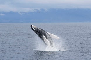 A humpback whale breeches from the water during a whale-watching tour in Reykjavik.