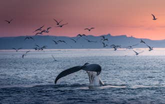 The tail of a humpback whale in the waters of North Iceland in summer.