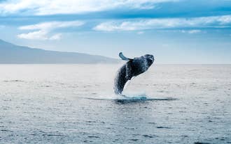 A whale jumps out of the water in Eyjafjordur in North Iceland in summer.