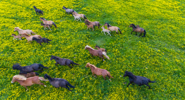 Icelandic horses run through a field of wildflowers in spring.