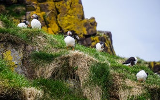 Puffins nestle on a cliff in South Iceland.